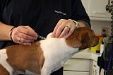 JACK RUSSEL - PIQURE  021